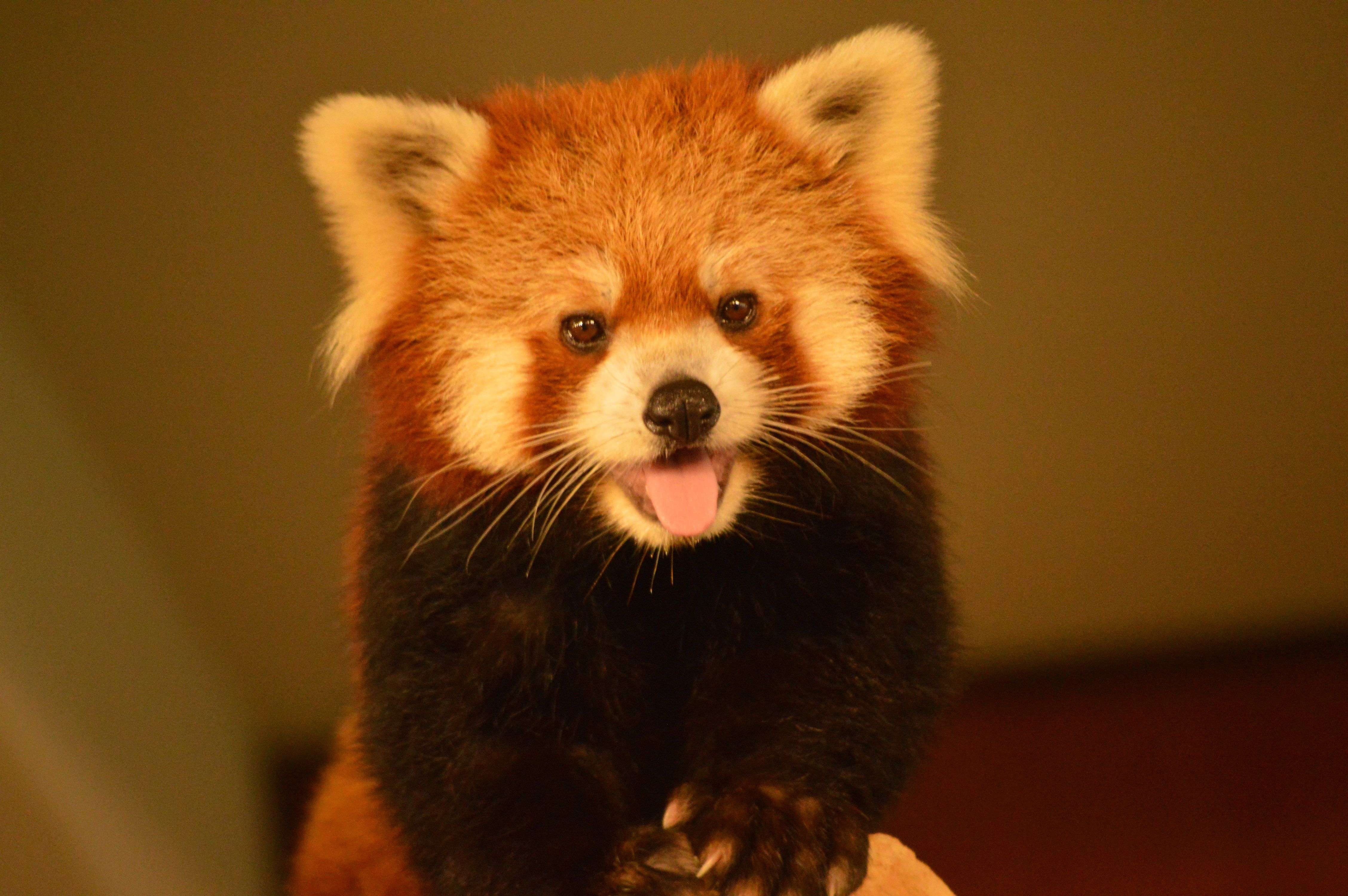 🏞️ 네오파크 오키나와 나고 자연동식물공원 이미지 7